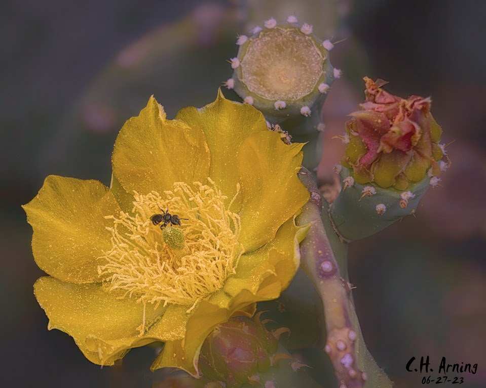 Desert Dawn
