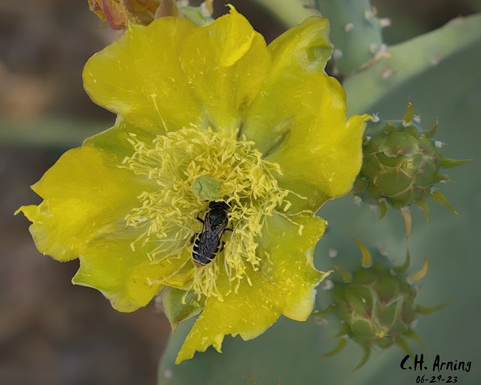 Cacti Communion