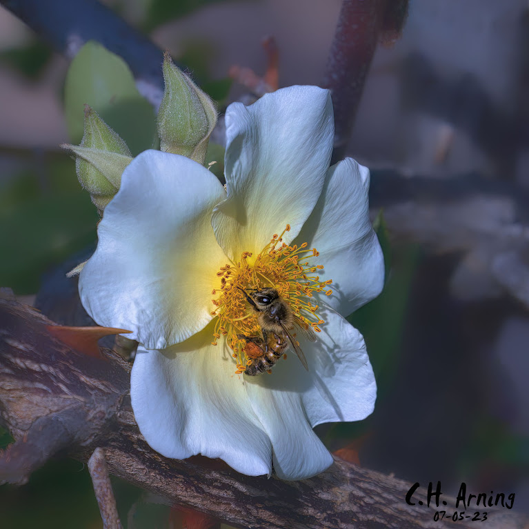 Bee Banquet