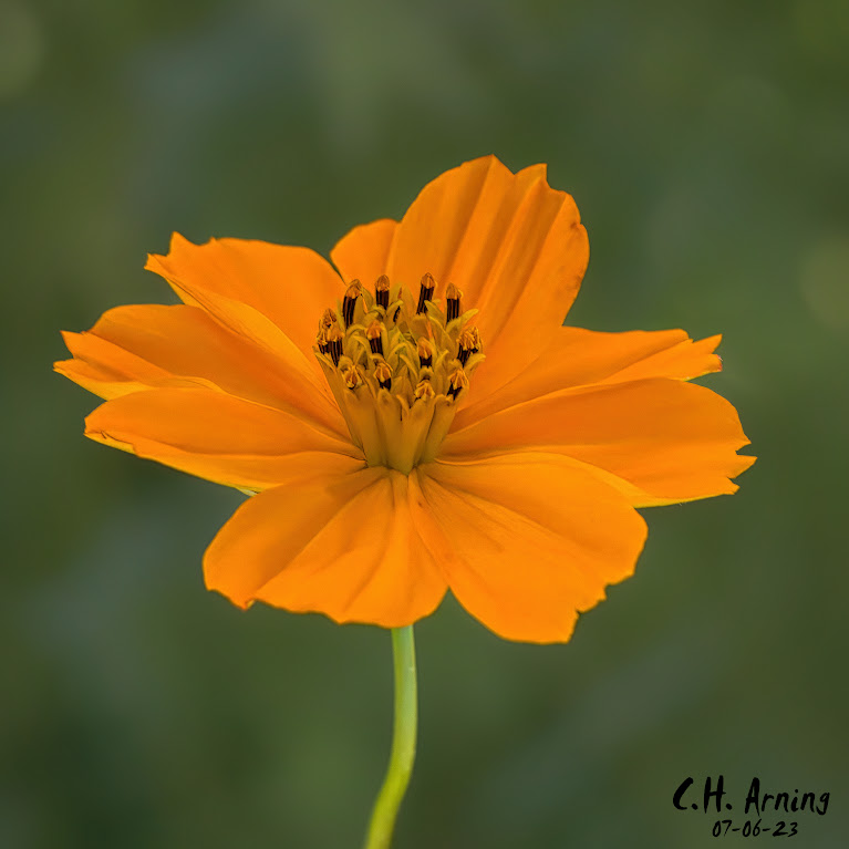 Sulfur cosmos