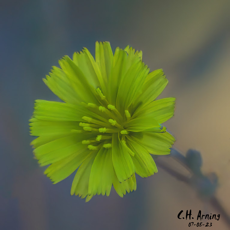 Blossoming Splendor