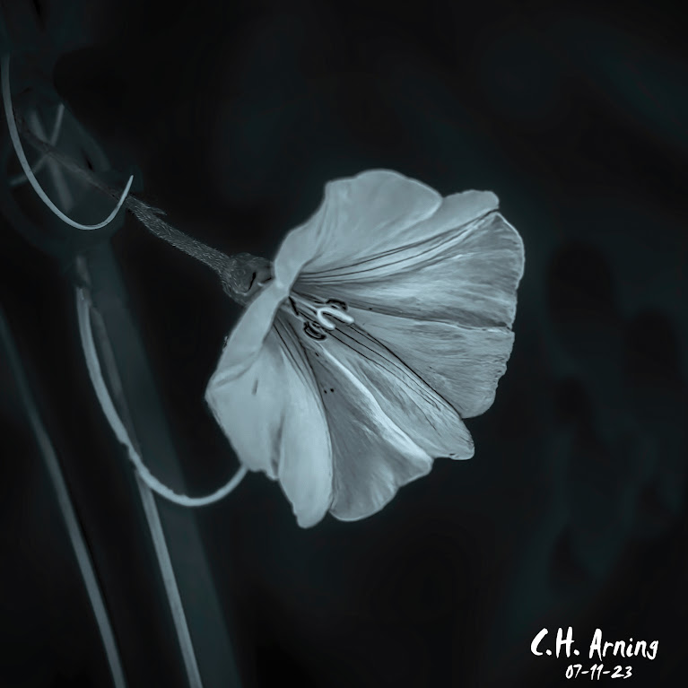Contrast Glory