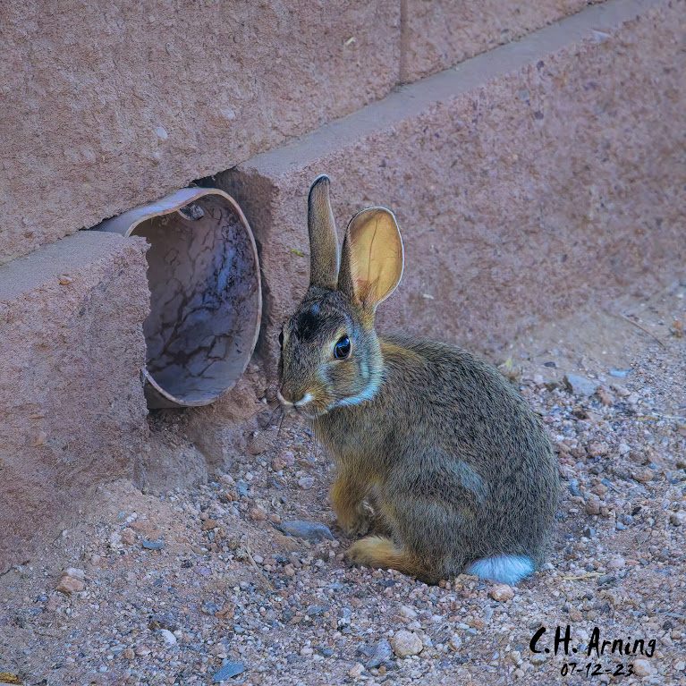 Bunny's Hideout