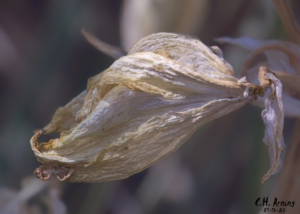 Wilting Grace