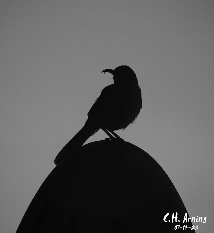Sunrise Silhouette