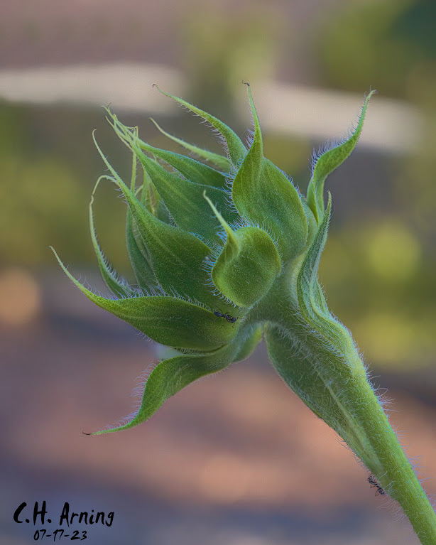 Sunflower Dawn