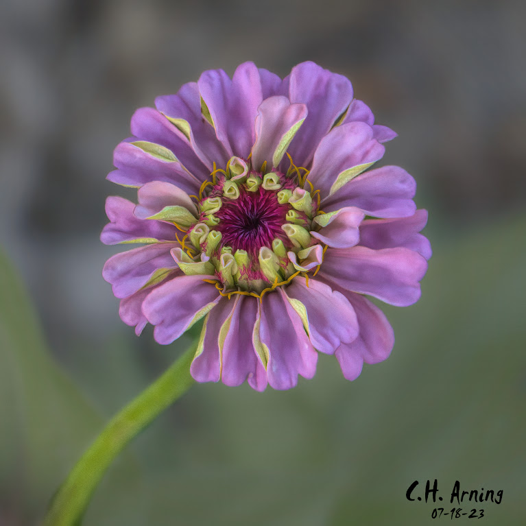 Floral Flamboyance