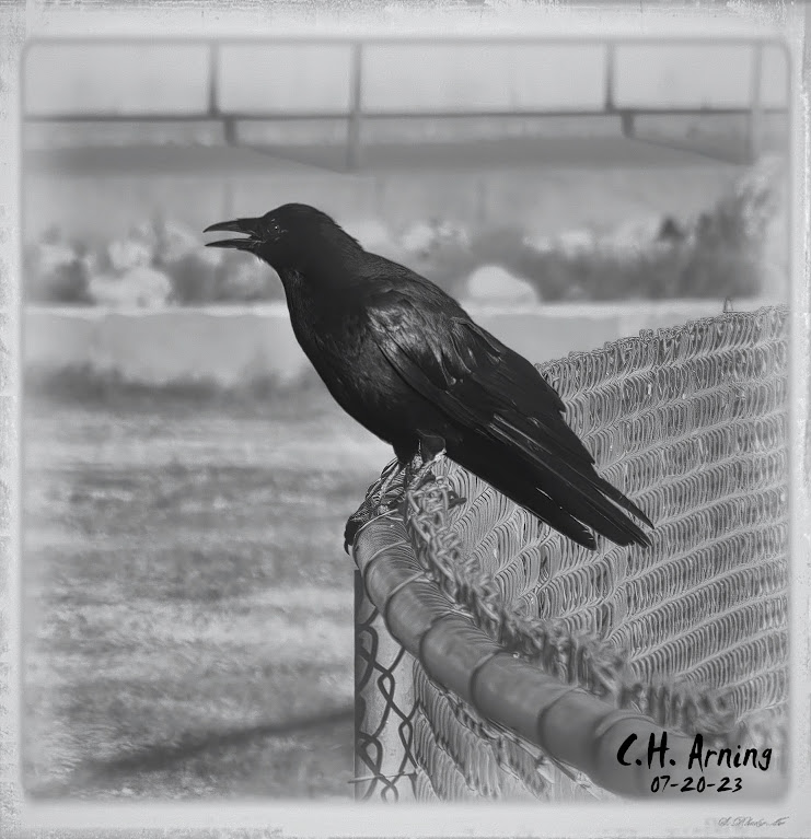 Vintage Caw