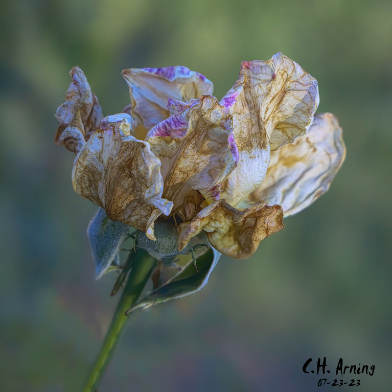 Withered Charm