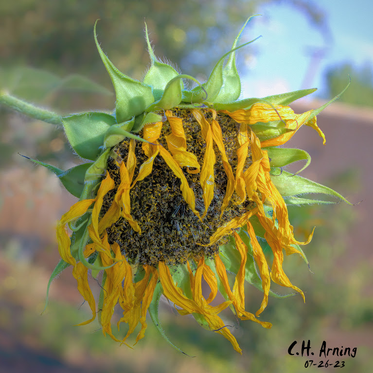 Seeding Sunlight