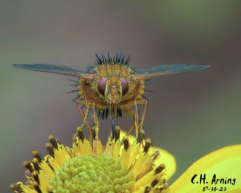 Flower Fly