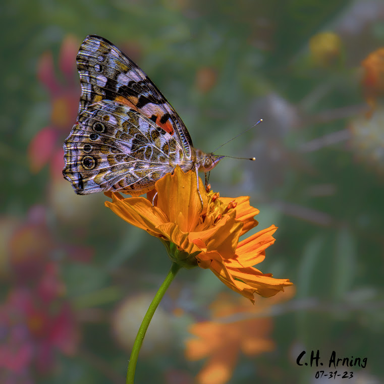 Painted lady