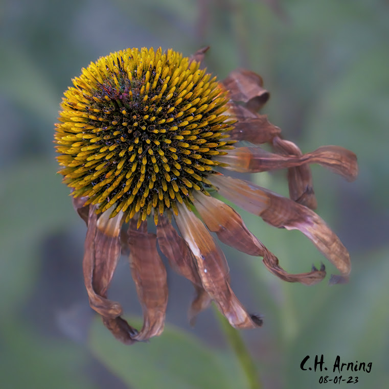 Fading Bloom