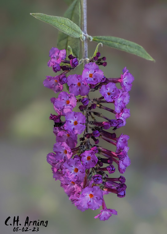 Purple Majesty
