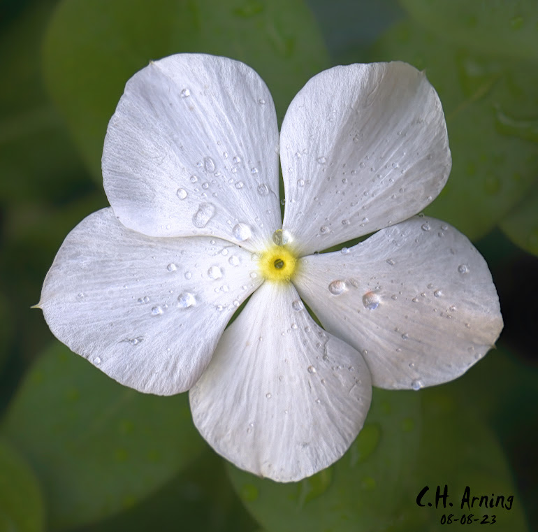 Moistened Beauty