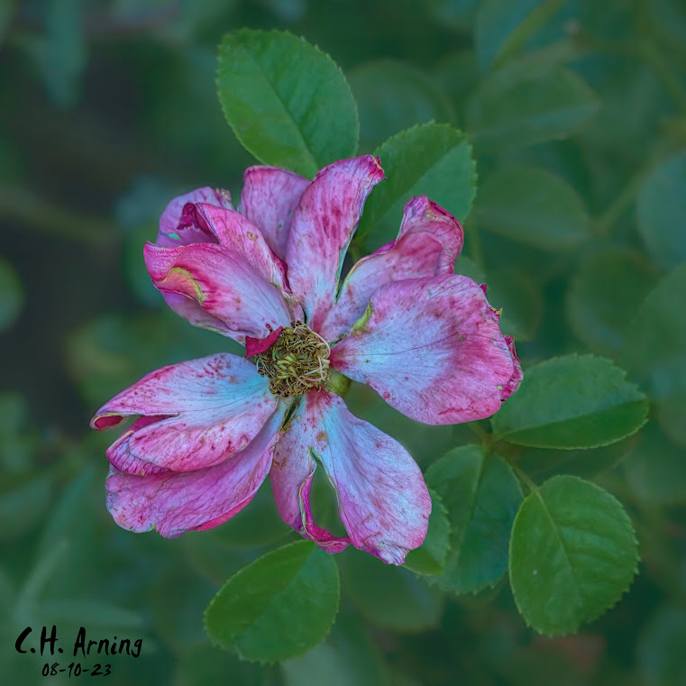 Withering Grace