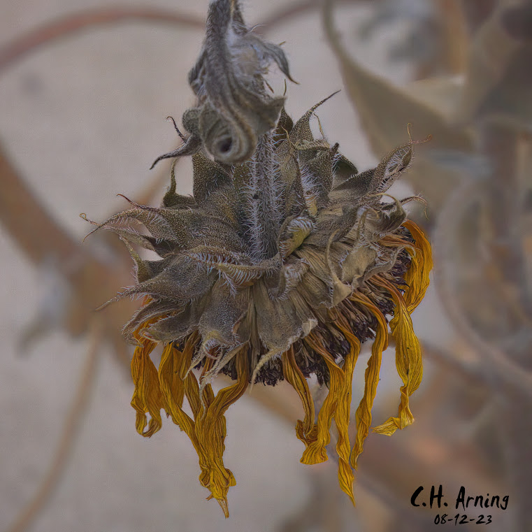 Waning Bloom
