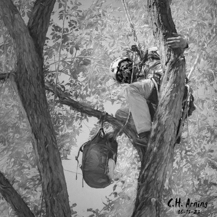 Arboreal Duel