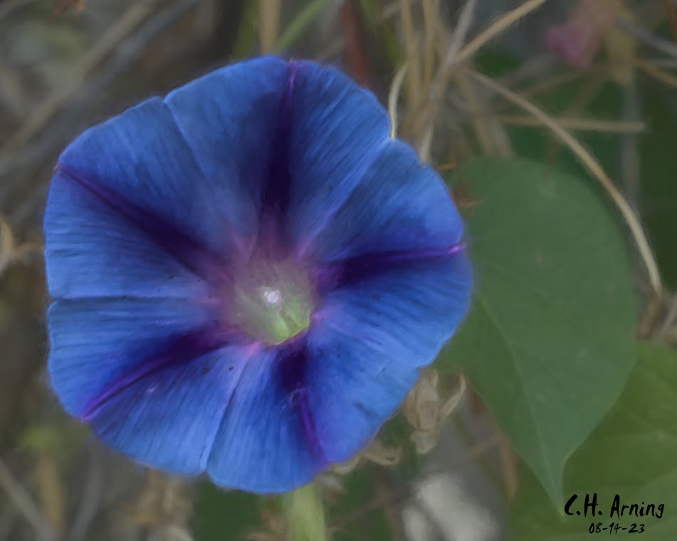 Artistic Blossom