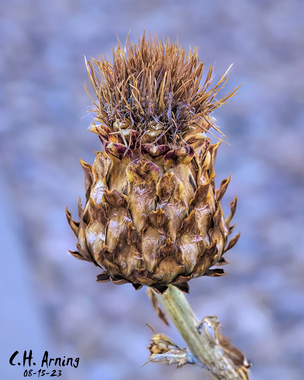 Tough Thistle