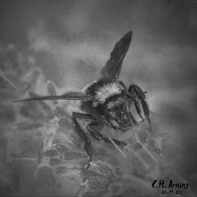 Bumble Noir