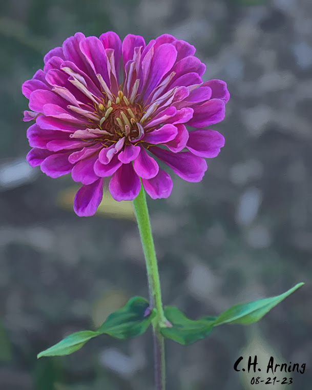 Zinnia Zen