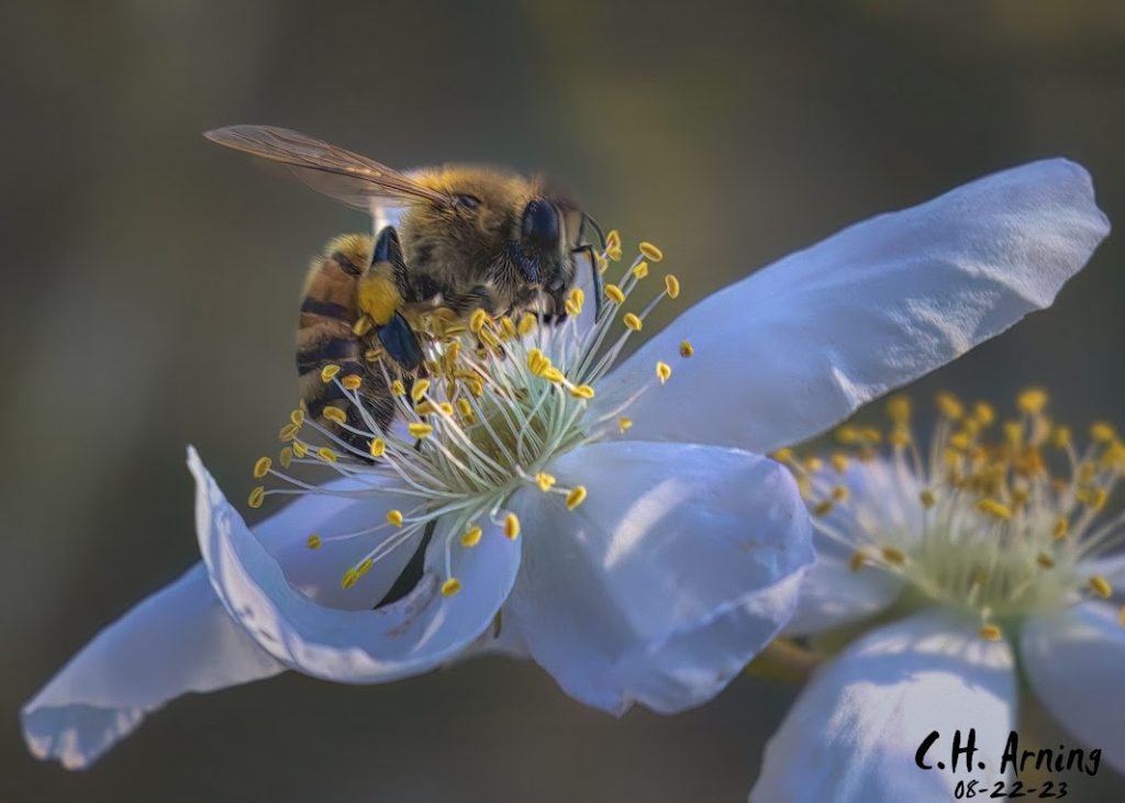 Pollen Quest