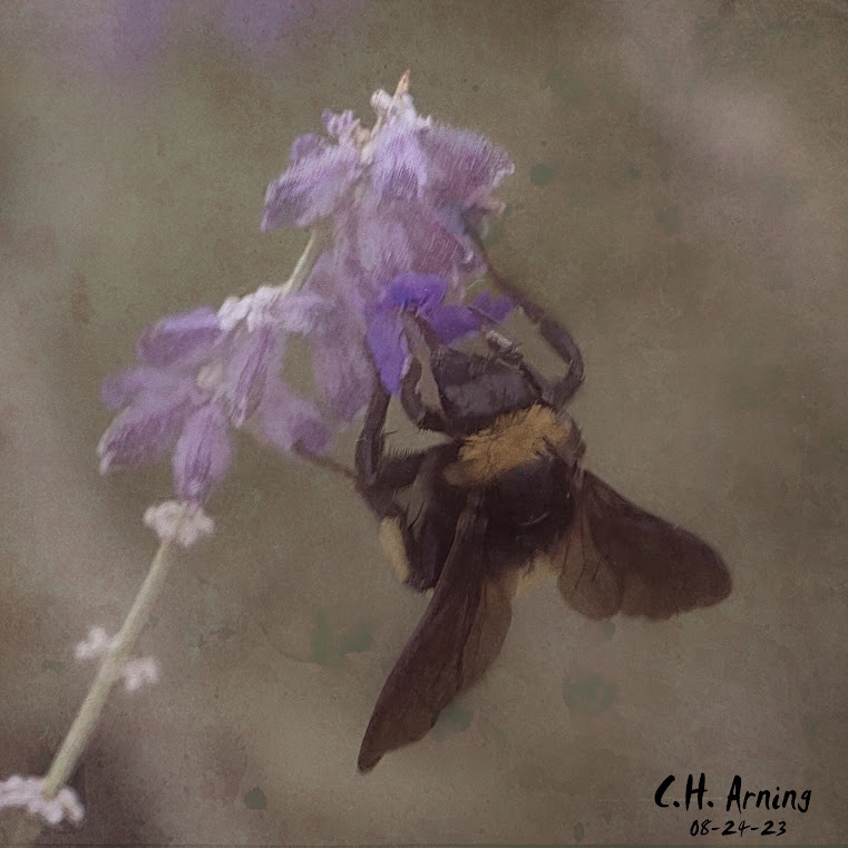 Pollen Dance