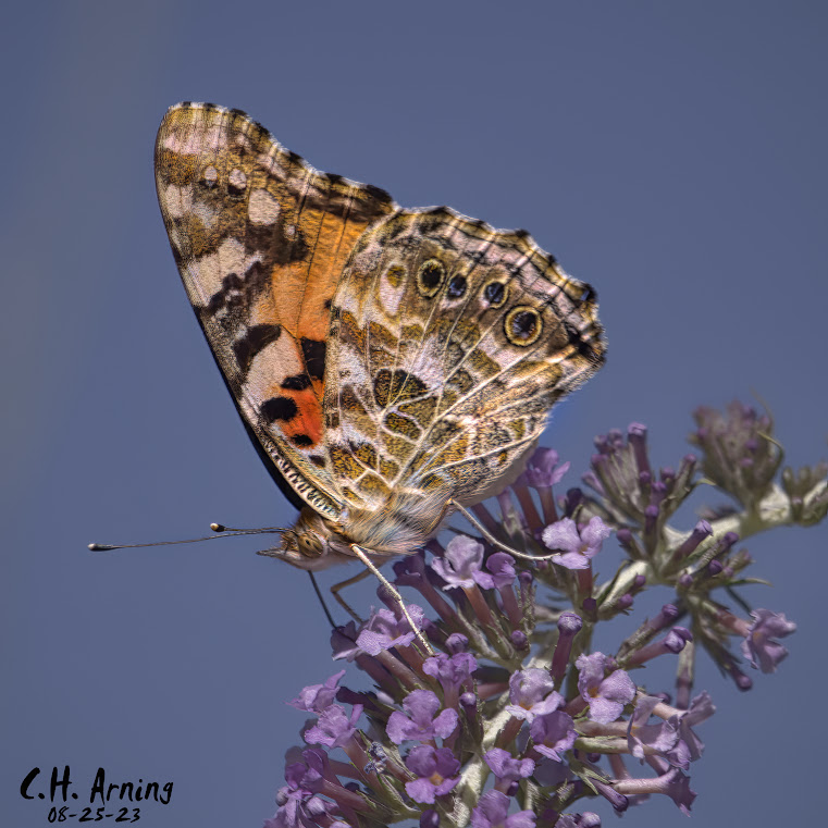 Fluttering Elegance