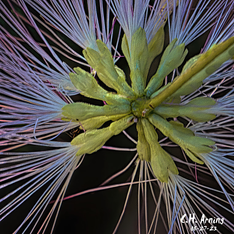 Intimate Bloom