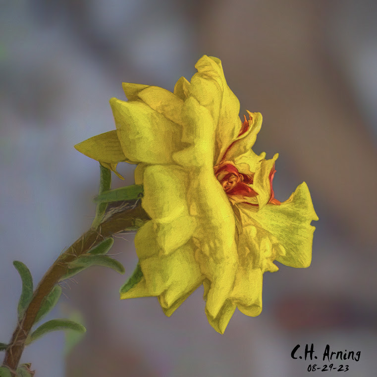 Golden Bloom