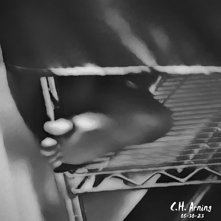 Sole Refuge