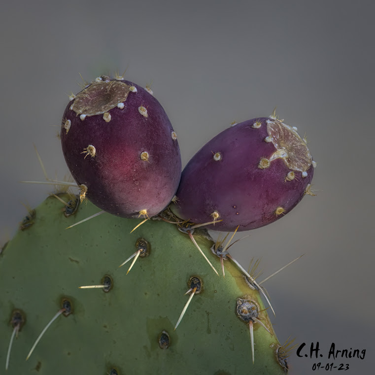 Desert Jewels