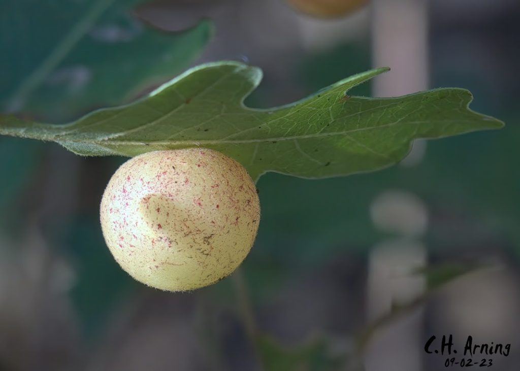 Woodland Sphere