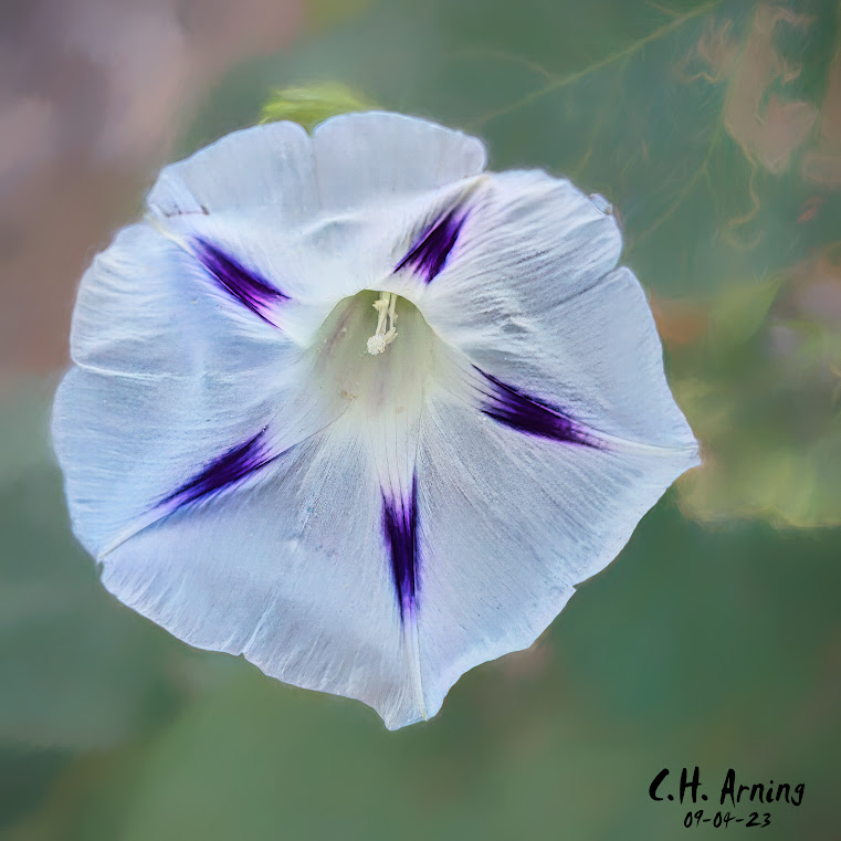 Morning Radiance