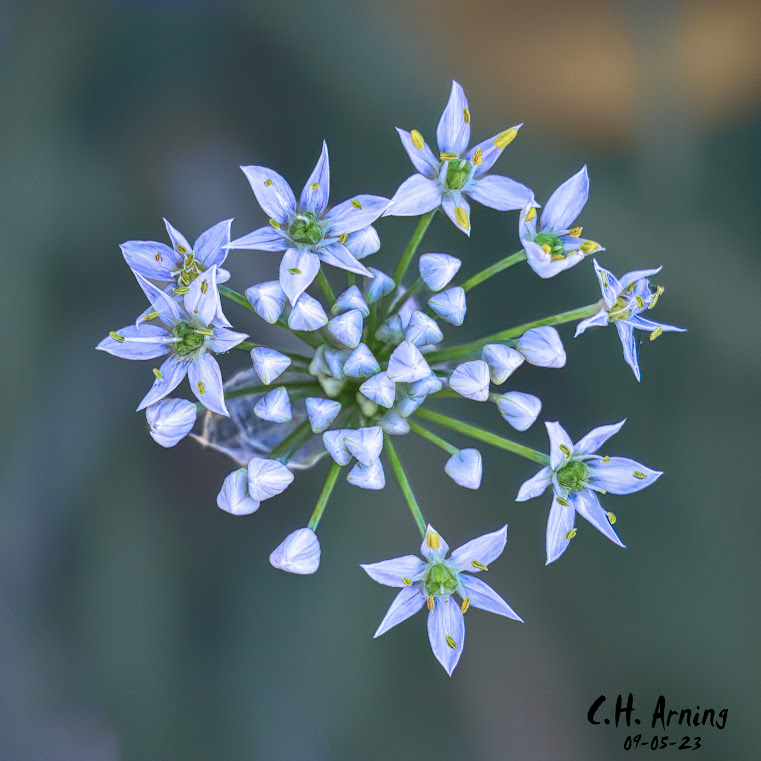 Floral Fireworks