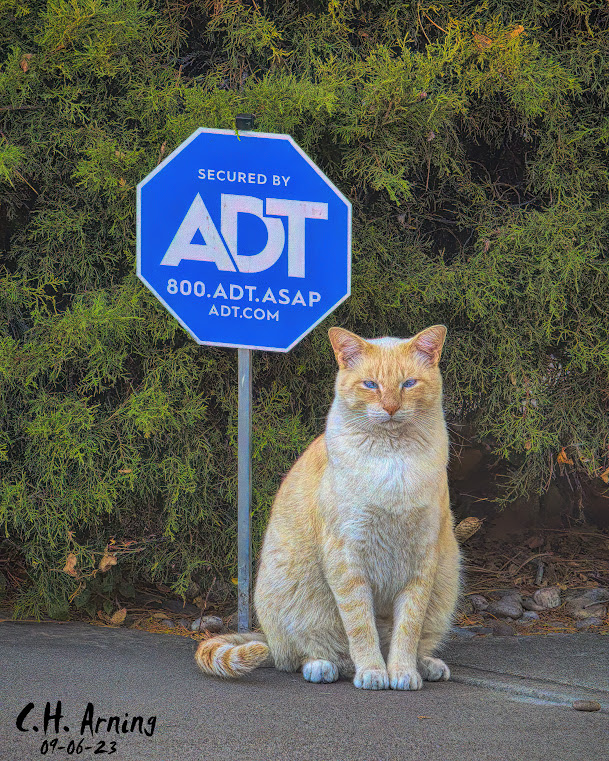 Security Paws
