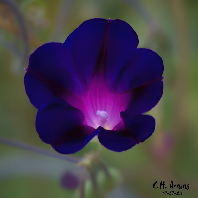 Dawn Bloom