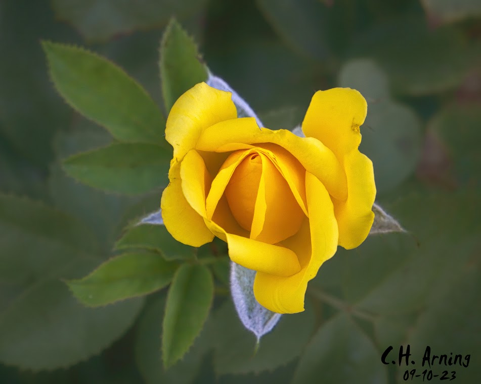 Opening Glory
