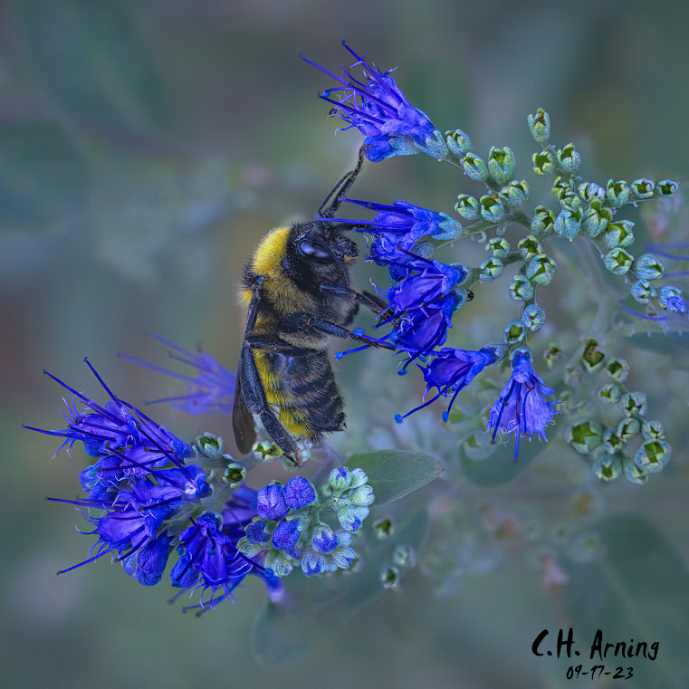 Pollen Pursuit