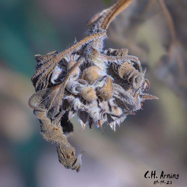 Autumn's Art