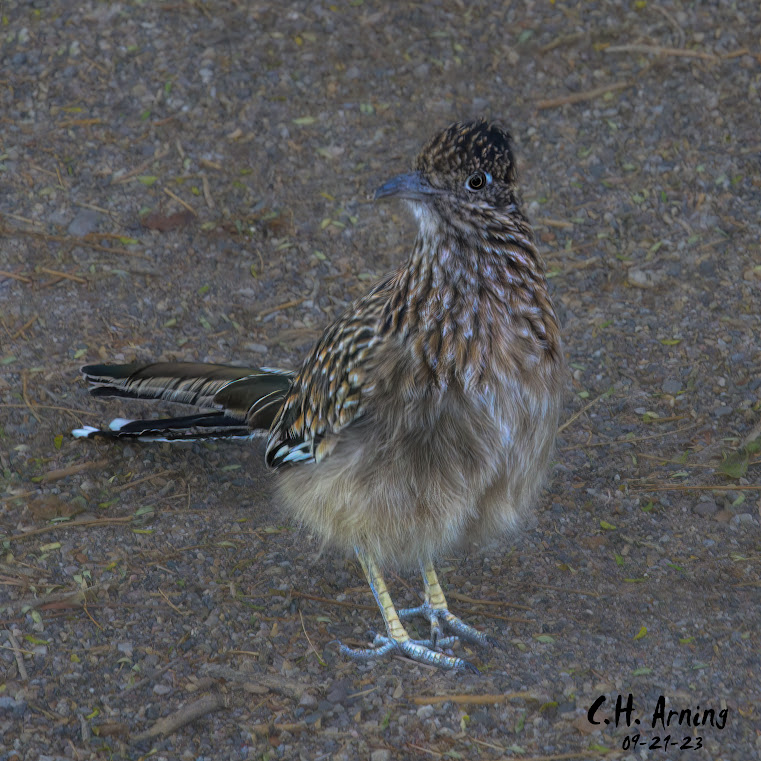 Feathered Racer