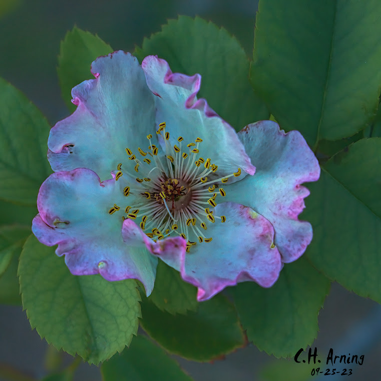 Stamens Showcase