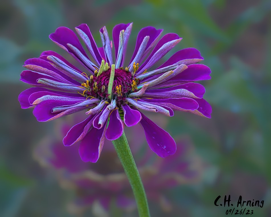 Purple Majesty