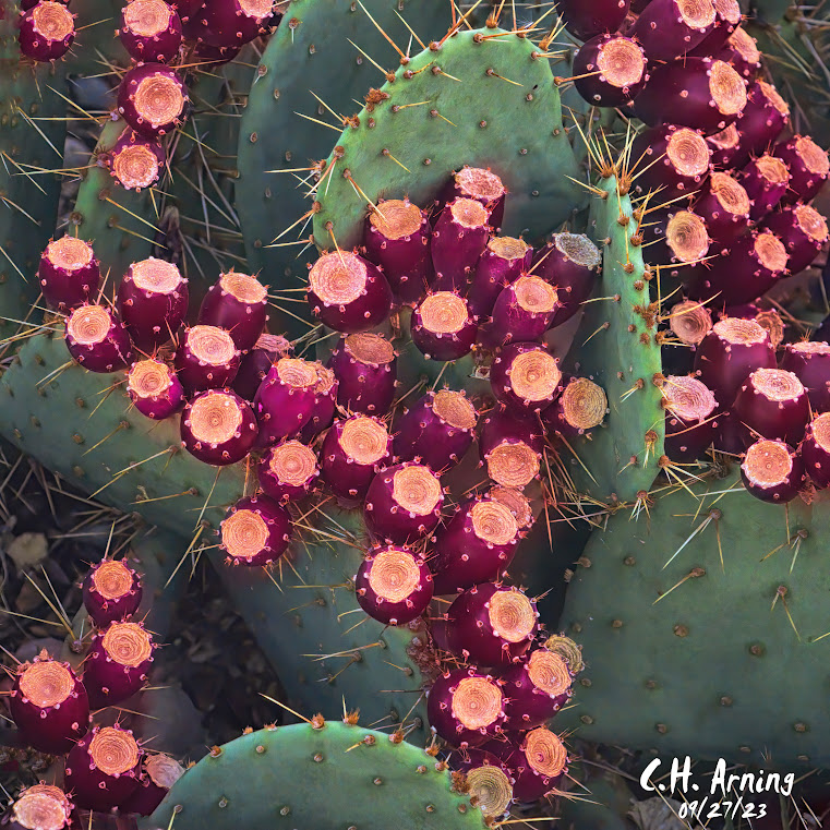 Prickly Abundance
