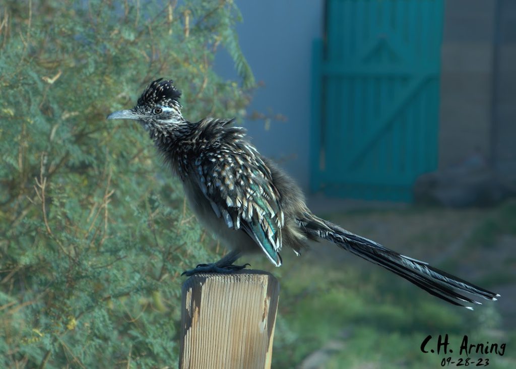 Post Perch