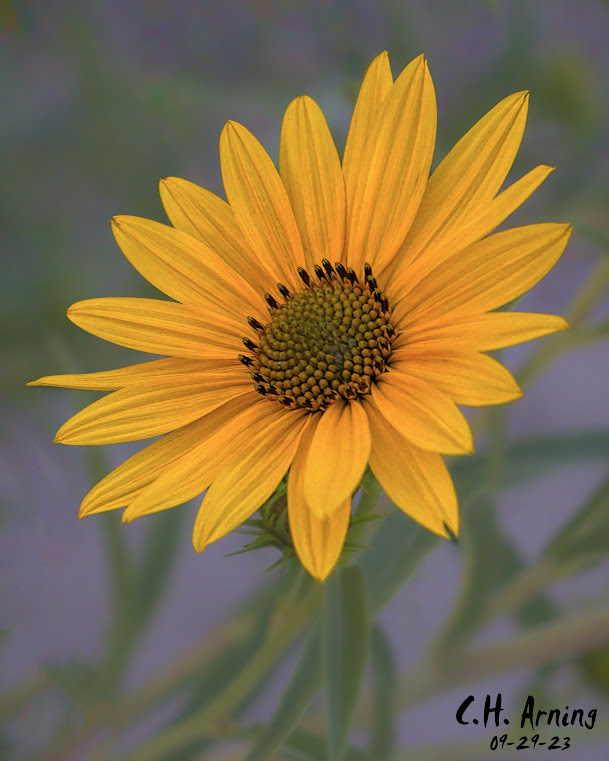Solar Beauty