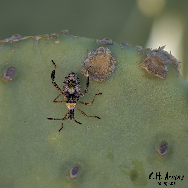 Cactus Bug