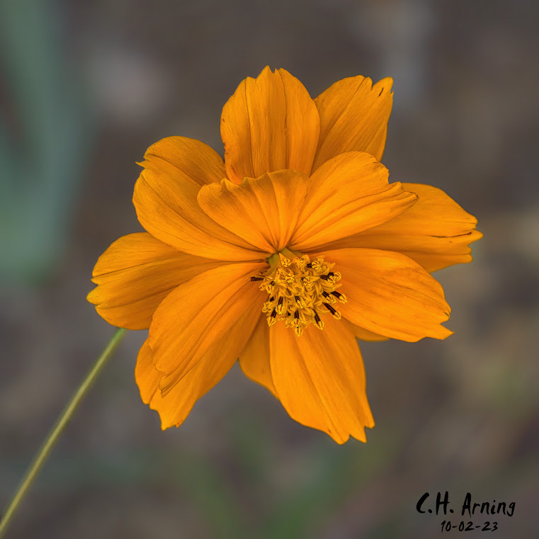 Cosmos Glow