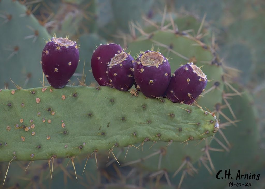 Prickly Lineup